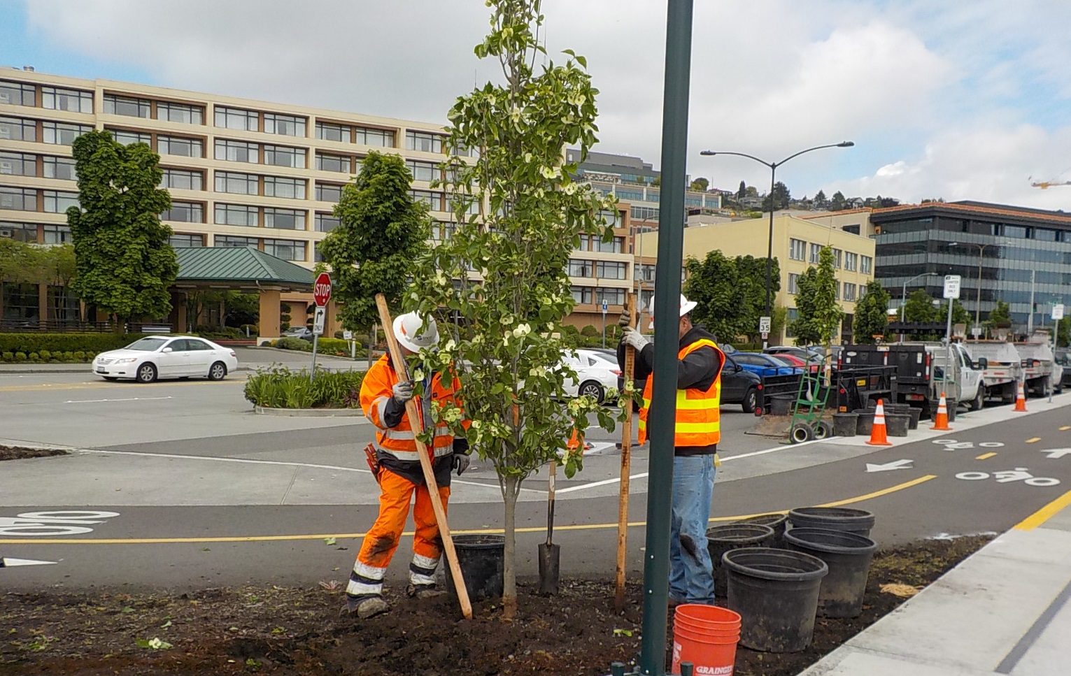 Two people work to plant trees. Both people are wearing white hard hats and yellow personal protective equipment. Parked cars, a moving car, a bike path, and several large buildings are in the background.